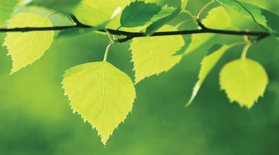 Birch branch on a green leafy background.